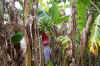 bananier bananes