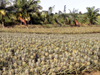ananas victoria Ile Réunion