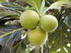Fruit à pain