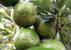 avocat avocatier