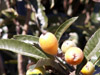 Bibasse bibasse bibassier fruit flore