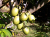 évis ou zévi arbre prunier ou pommier de cythère