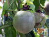 fruit de la passion