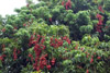 Litchi ou letchi