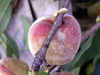 pêche fruit