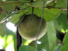 Sapote ou cacapoule